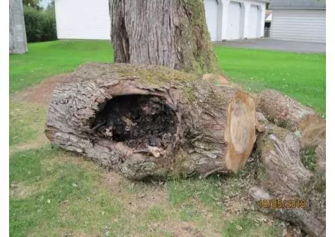 tree trunk wood