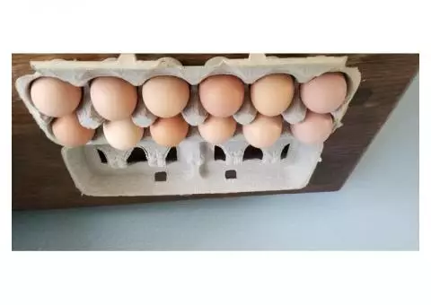 Farm fresh eggs