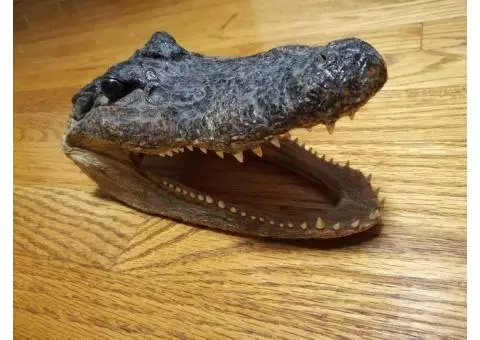 New Orleans Aligator Head 10 inch