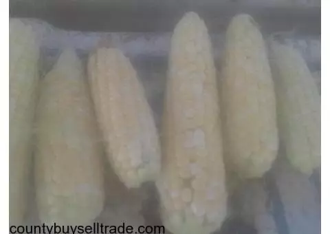 Sweet Corn