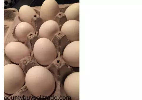 Eggs