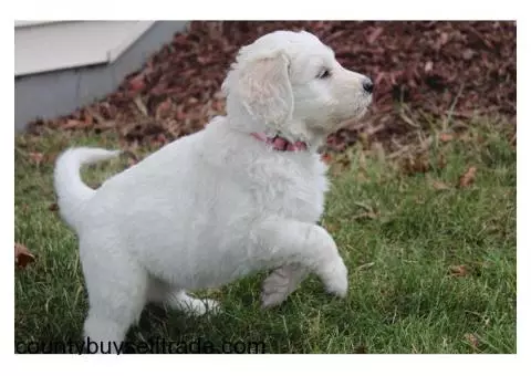 goldendoodle F1b puppies