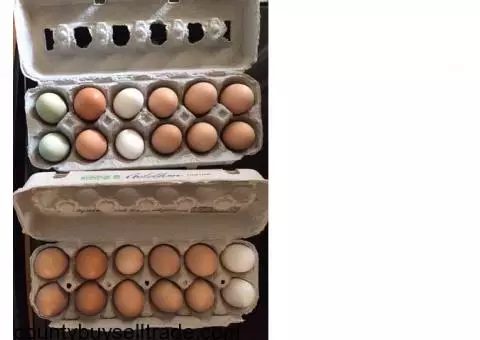 Fresh Eggs