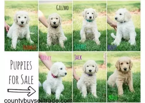 goldendoodle F1b puppies