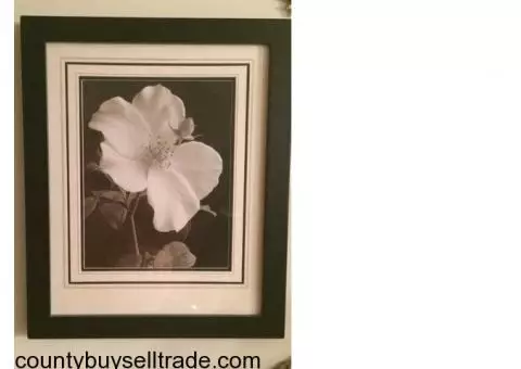 Black and White Framed Flower Prints