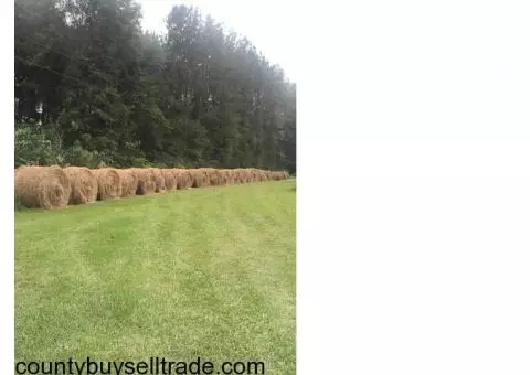 Bales of Hay for Sale