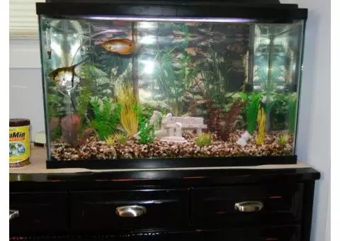 22 Gallon Fish Tank