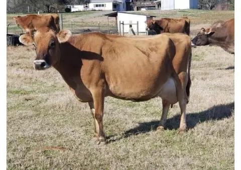 Dairy Shares - Raw Milk