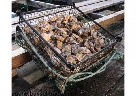 Fresh Oysters