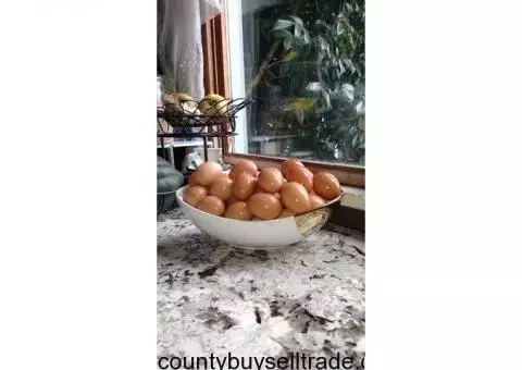 Farm fresh eggs