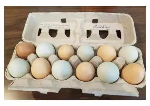 Fresh Eggs