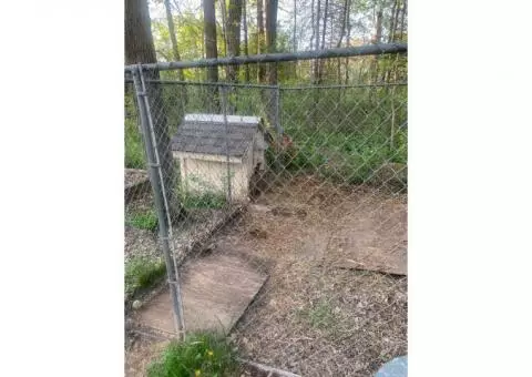 Dog Kennel