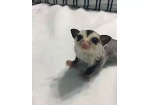 Baby sugar glider +supplies for sale