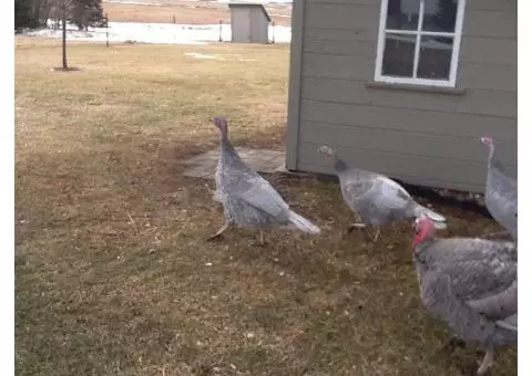 Blue slate turkeys