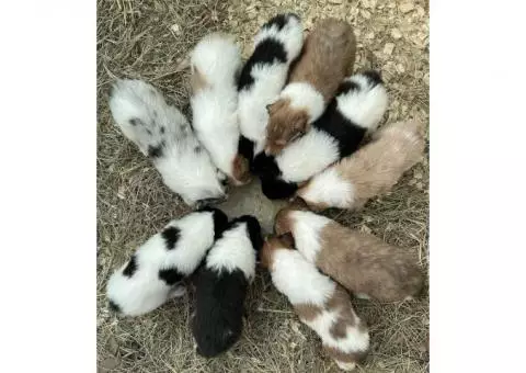 Purebred AKC Rough Collies