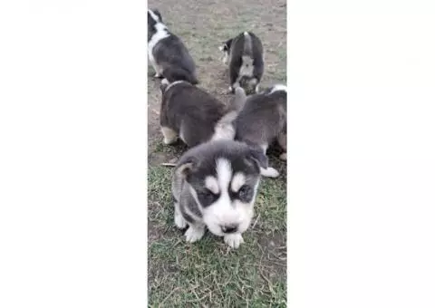 Purebred Siberian Husky Puppies