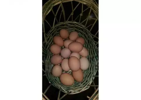 Free range eggs