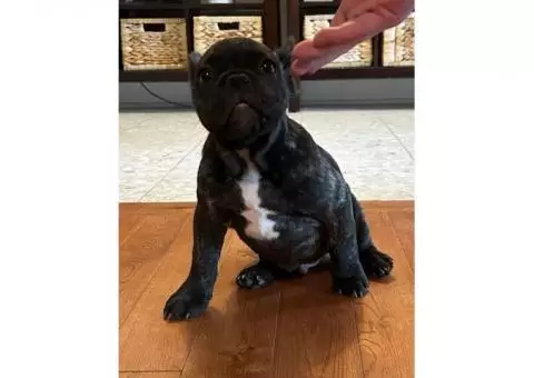 French Bulldog Puppy