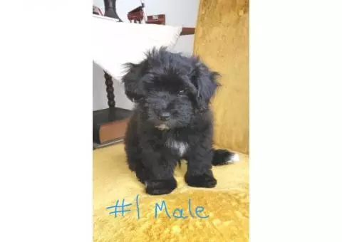 Black Maltipoo Puppies