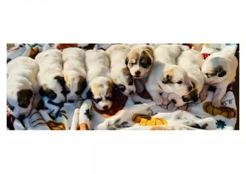 Great Pyrenees Puppies