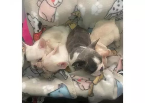 French bulldogs puppies