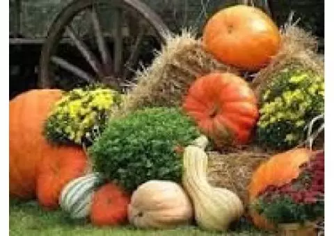 looking to recycle holiday pumpkins, straw bales and mums