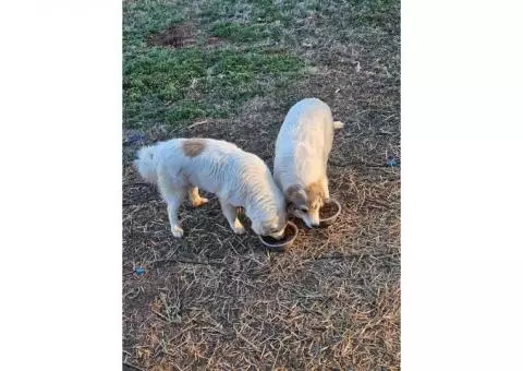 Australian Shepherd/Pyrenees pups