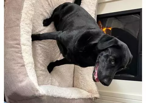 Black lab puppy