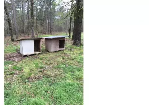 Dog Houses