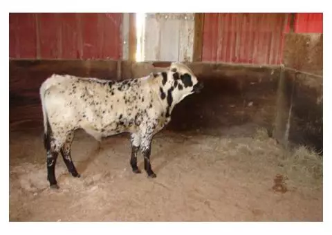 Very gentle registered longhorn bull calf