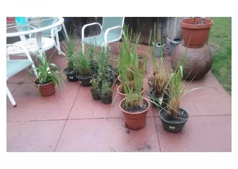 plants for sale