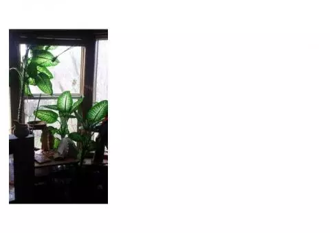 Large leaf houseplant for sale