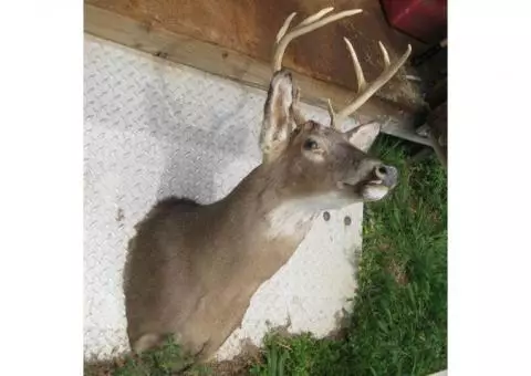 8 Point Deer Head