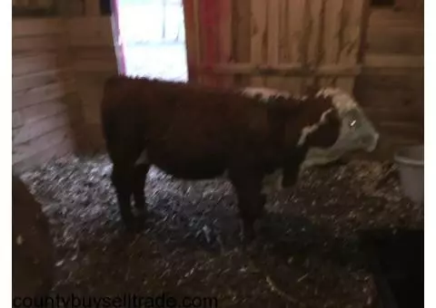 Registered Hereford Bull