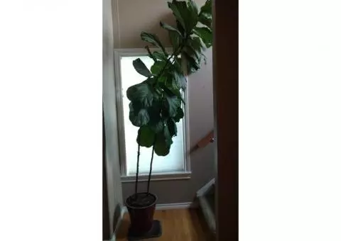 Large fiddleback ficus potted plant