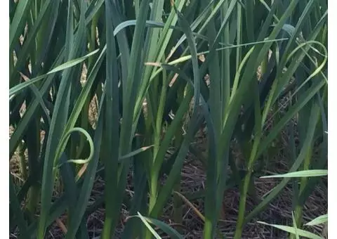 Organic Garlic Scapes for sale