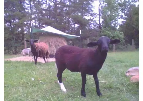 Livestock - hair sheep