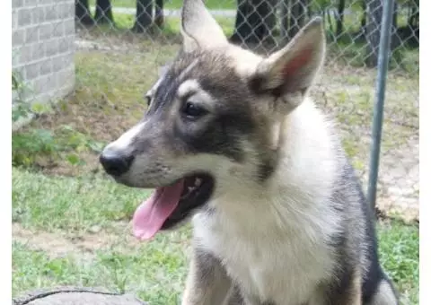 West Siberian Laika pups for sale