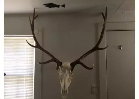 Elk European Skull Mount