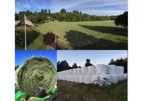 Pasture mix and clover haylage