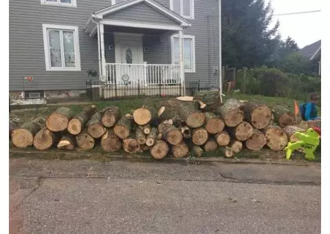 Silver Maple Firewood