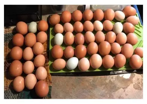 Fresh eggs