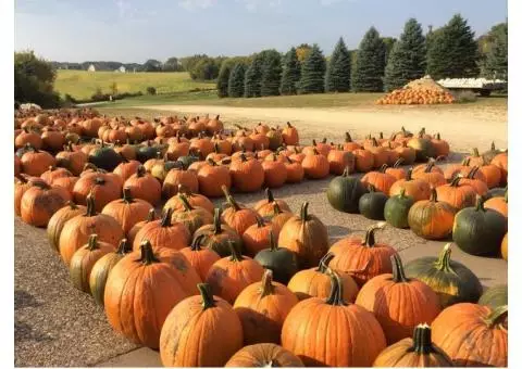 Pumpkins for sale