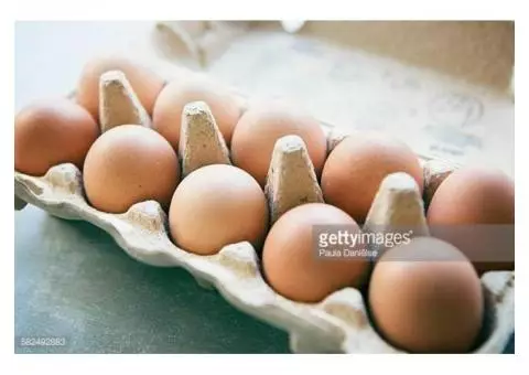 Eggs - farm fresh