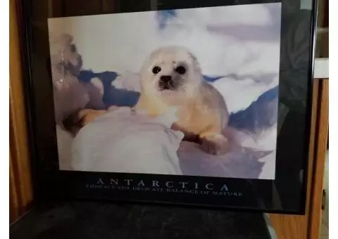 Antarctica Seal Pup framed picture