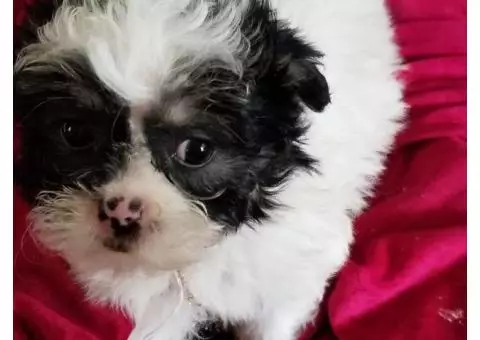 Shih Poo Trained Puppys