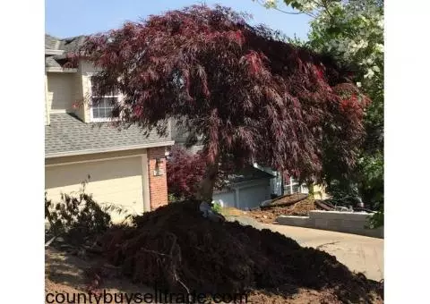 2 Japanese Leaf Maple Trees