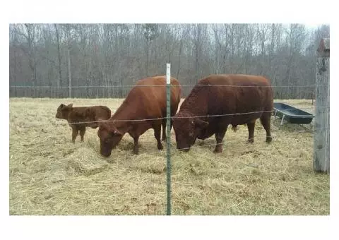 Red Devon Cattle