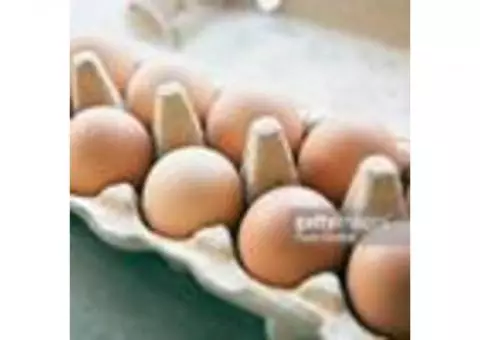 eggs