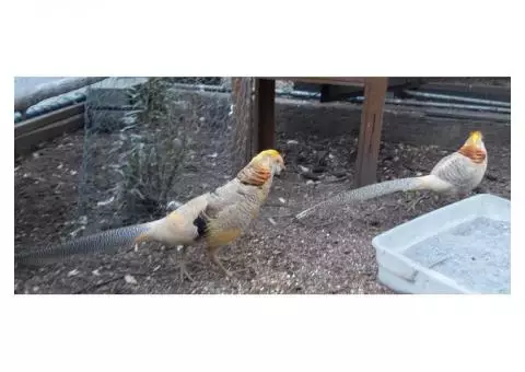 Yellow Golden Pheasant Male